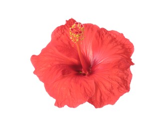 Image of Beautiful pink hibiscus flower isolated on white