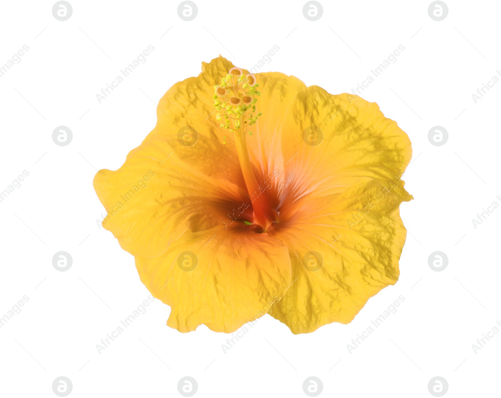 Image of Beautiful yellow hibiscus flower isolated on white