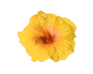 Image of Beautiful yellow hibiscus flower isolated on white