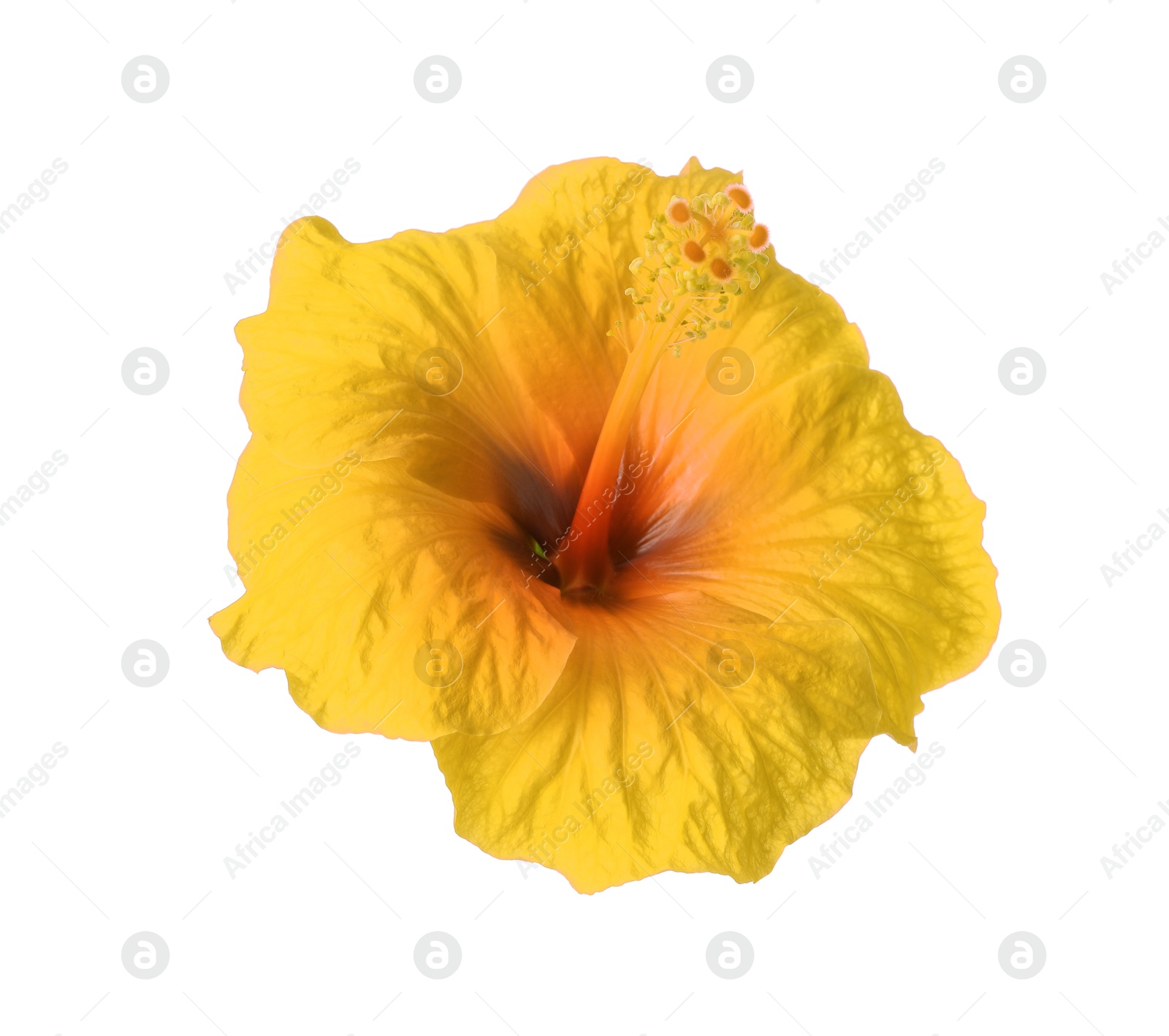 Image of Beautiful yellow hibiscus flower isolated on white