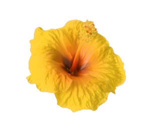 Image of Beautiful yellow hibiscus flower isolated on white