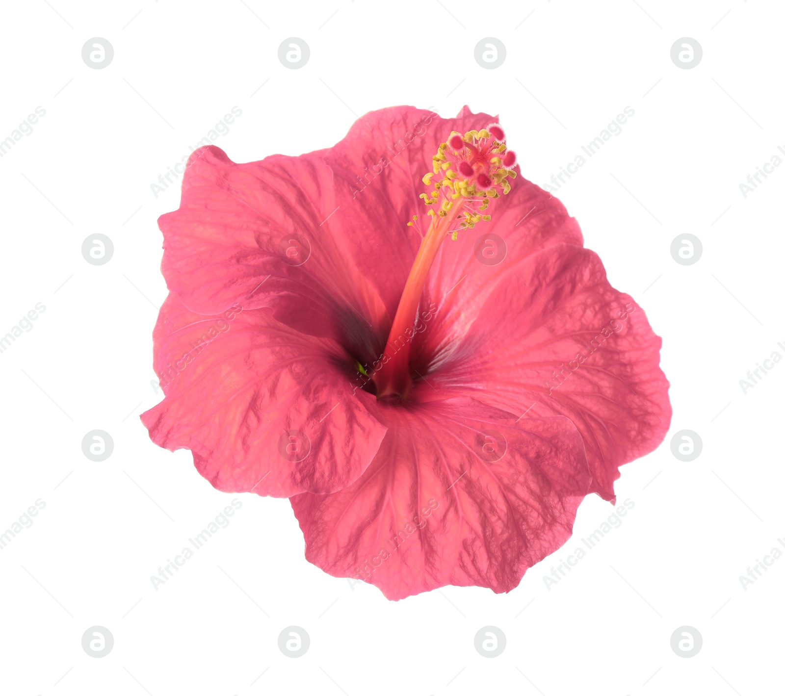 Image of Beautiful pink hibiscus flower isolated on white