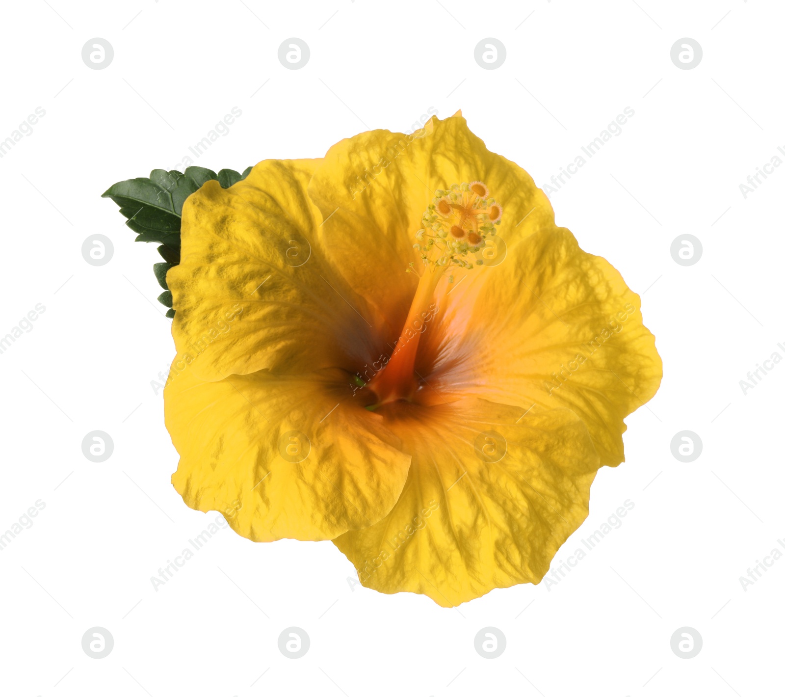 Image of Beautiful yellow hibiscus flower isolated on white