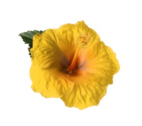 Image of Beautiful yellow hibiscus flower isolated on white