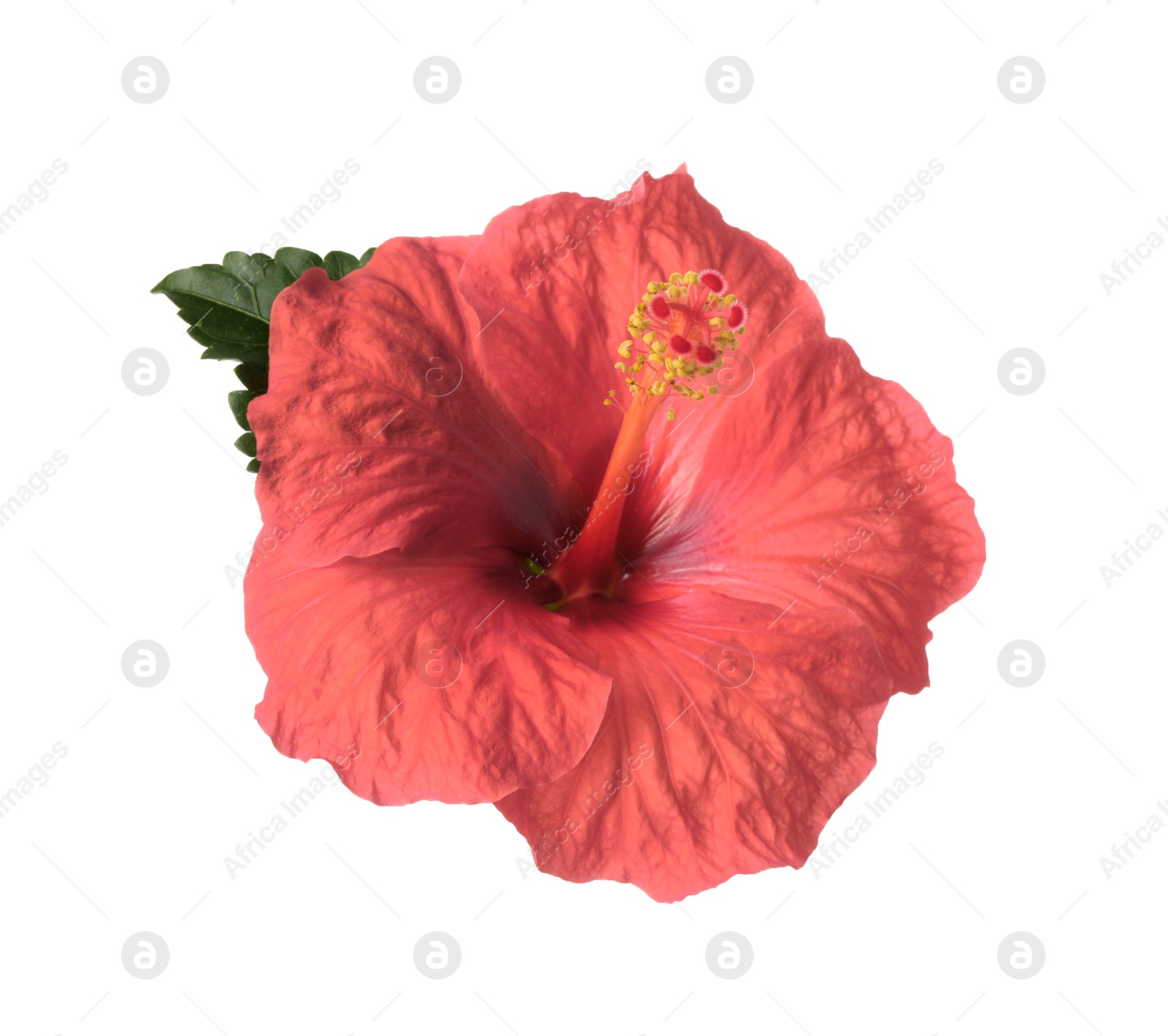 Image of Beautiful pink hibiscus flower isolated on white