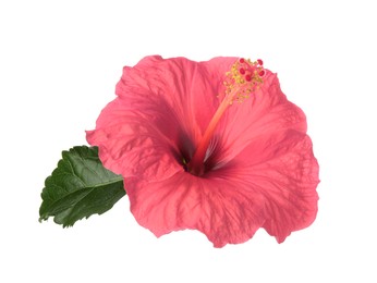 Image of Beautiful pink hibiscus flower isolated on white