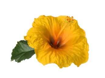 Image of Beautiful yellow hibiscus flower isolated on white