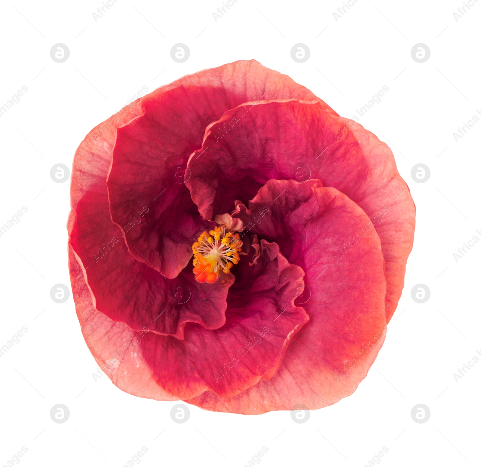 Image of Beautiful pink hibiscus flower isolated on white