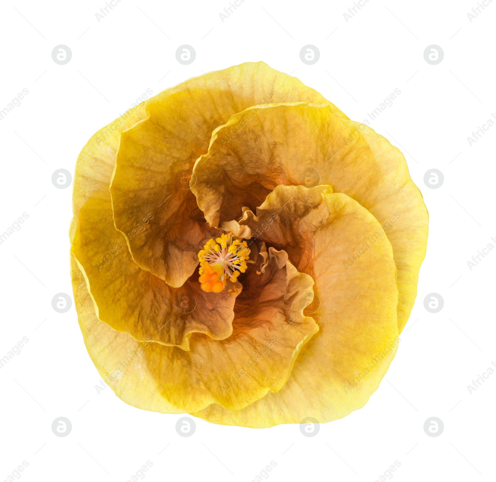 Image of Beautiful yellow hibiscus flower isolated on white