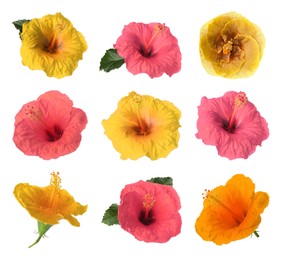 Image of Beautiful colorful hibiscus flower isolated on white