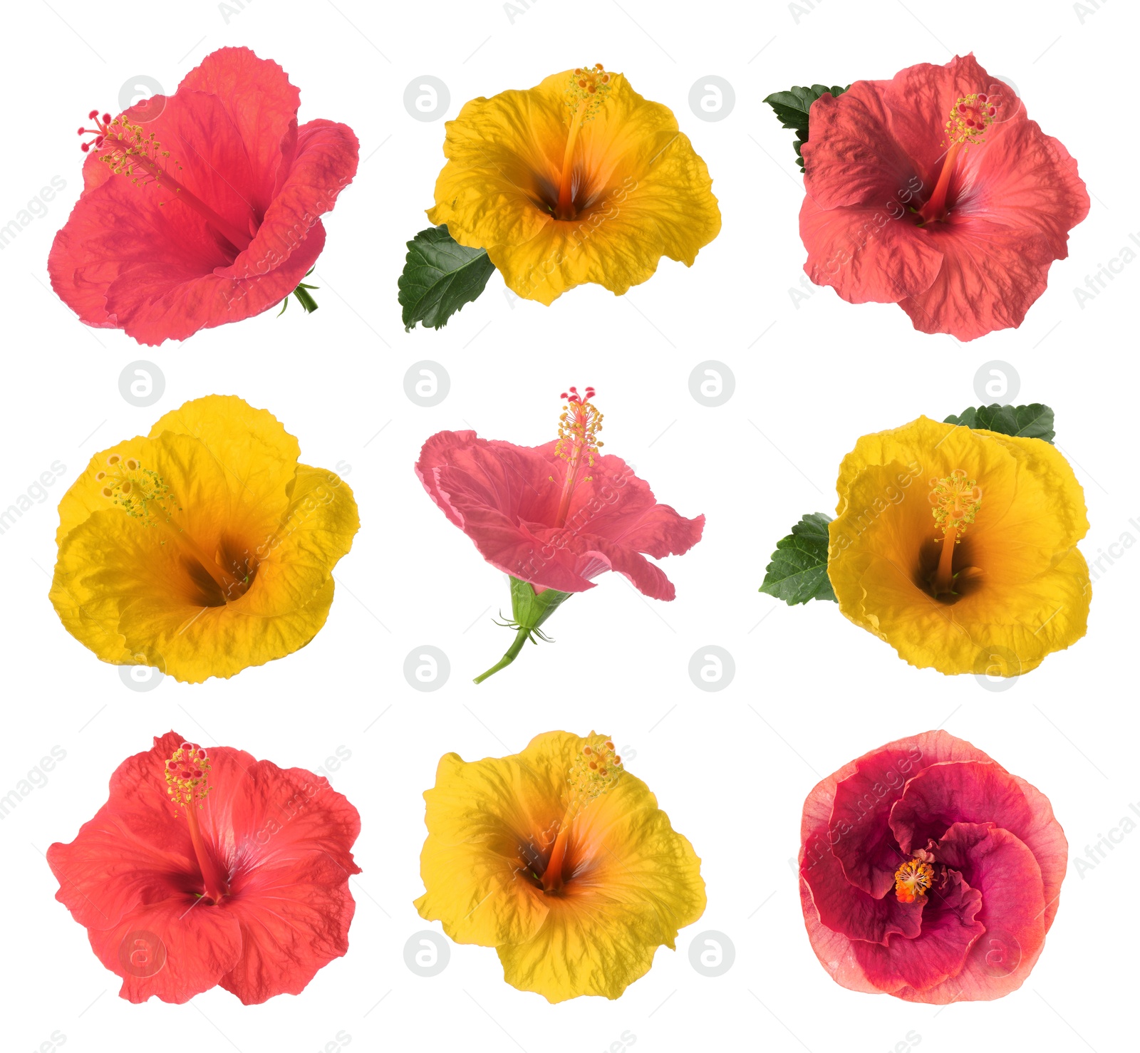 Image of Beautiful colorful hibiscus flower isolated on white