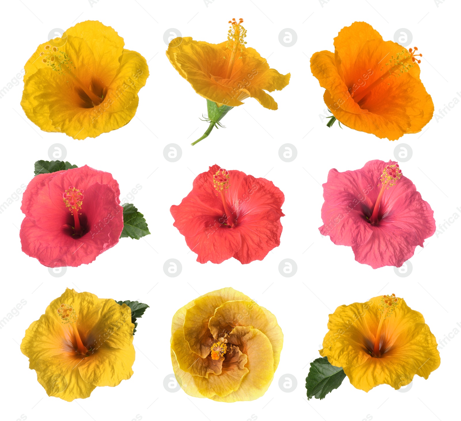 Image of Beautiful colorful hibiscus flower isolated on white