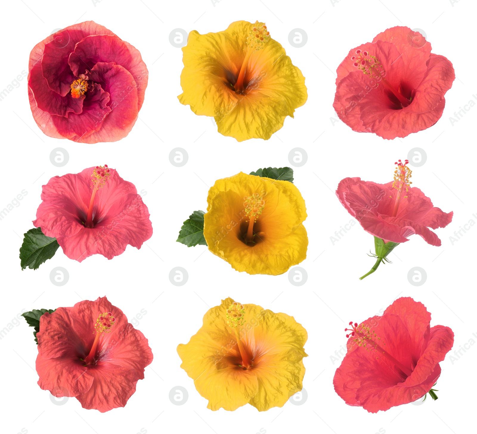 Image of Beautiful colorful hibiscus flower isolated on white