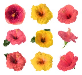 Image of Beautiful colorful hibiscus flower isolated on white