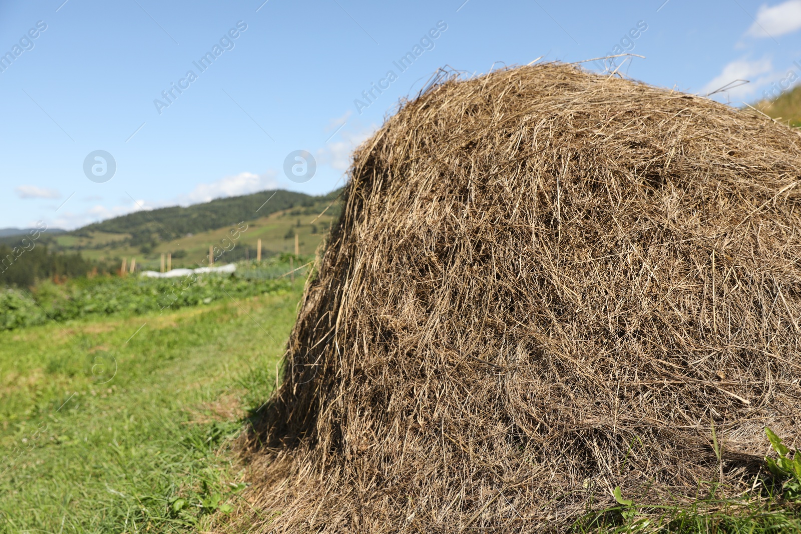 Photo of Pile of hay on field on sunny day. Space for text