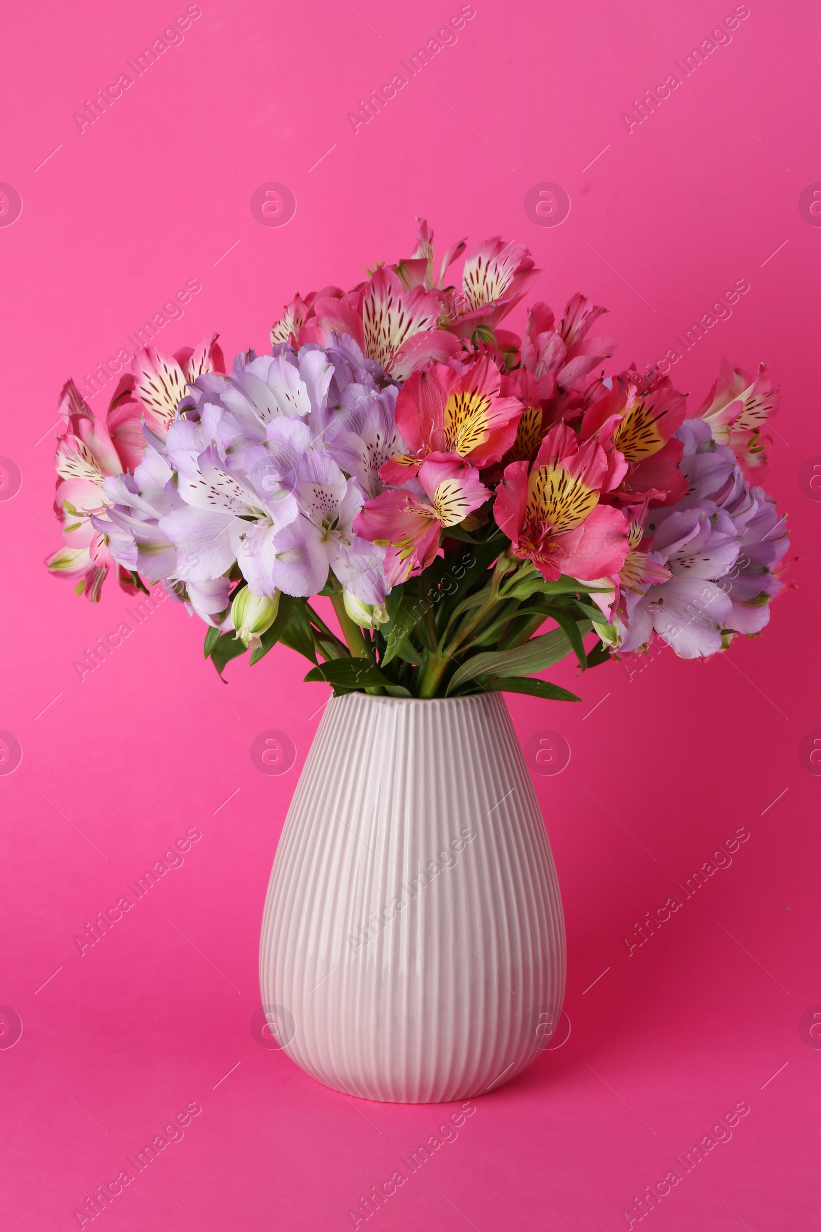 Photo of Beautiful alstroemeria flowers in vase on pink background