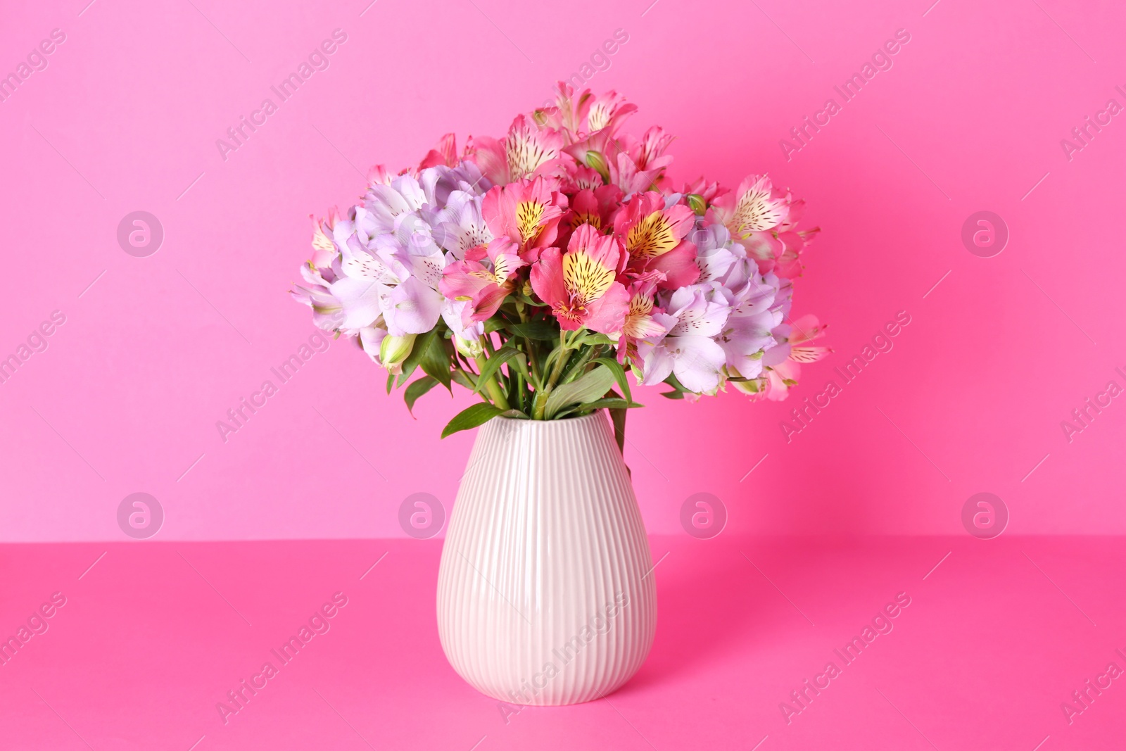 Photo of Beautiful alstroemeria flowers in vase on pink background