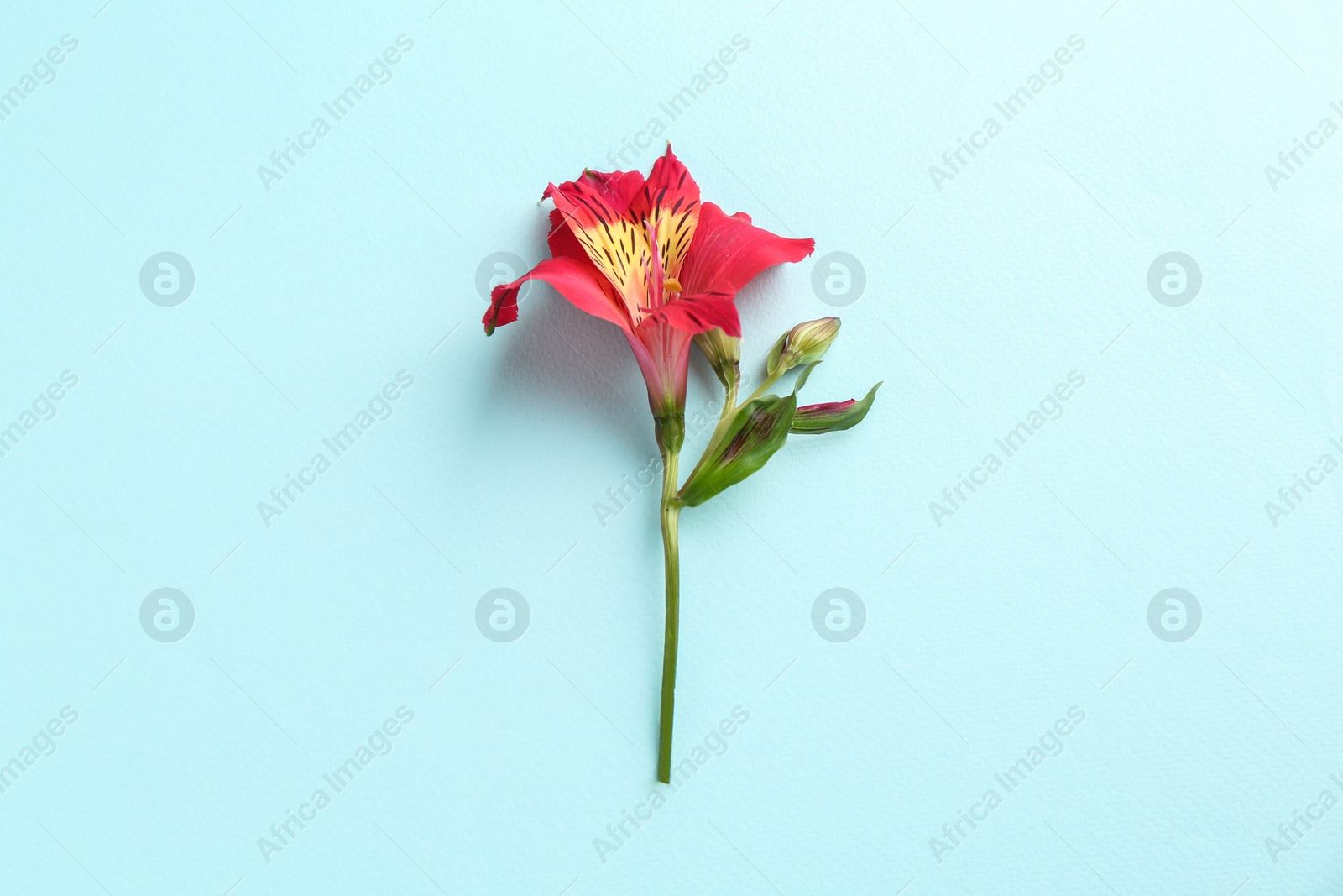 Photo of Beautiful alstroemeria flower on light blue background, top view