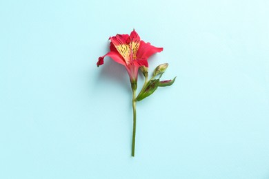 Photo of Beautiful alstroemeria flower on light blue background, top view