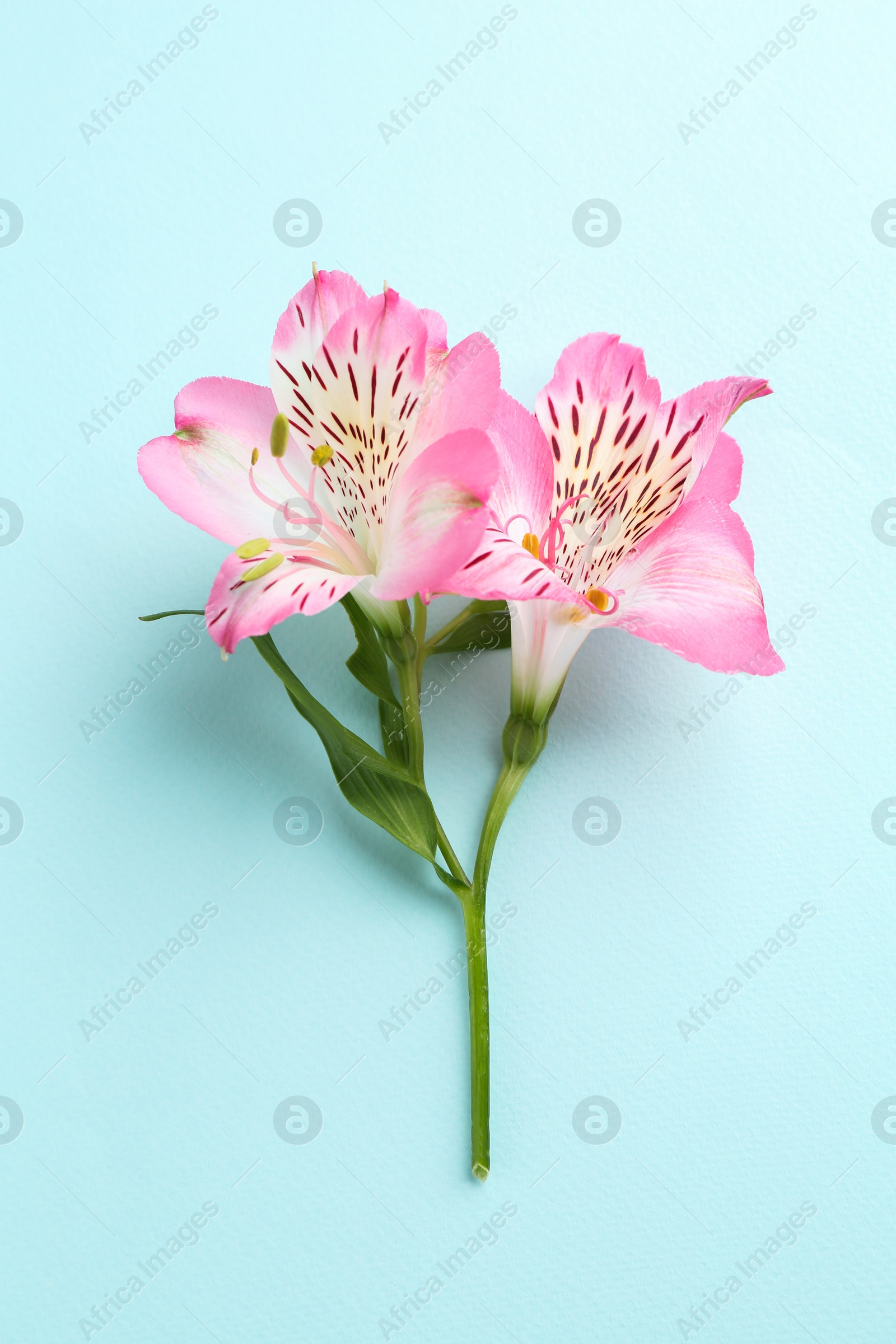 Photo of Beautiful alstroemeria flowers on light blue background, top view