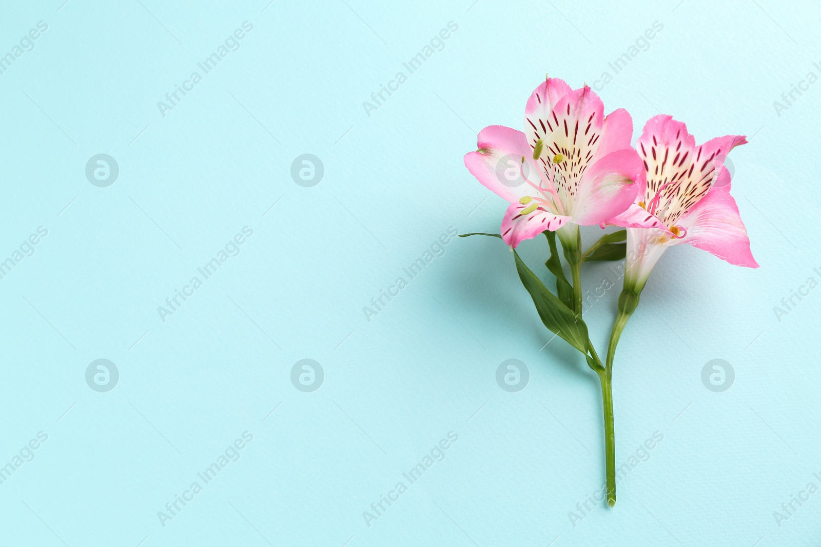 Photo of Beautiful alstroemeria flowers on light blue background, top view. Space for text