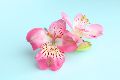 Photo of Beautiful alstroemeria flowers on light blue background