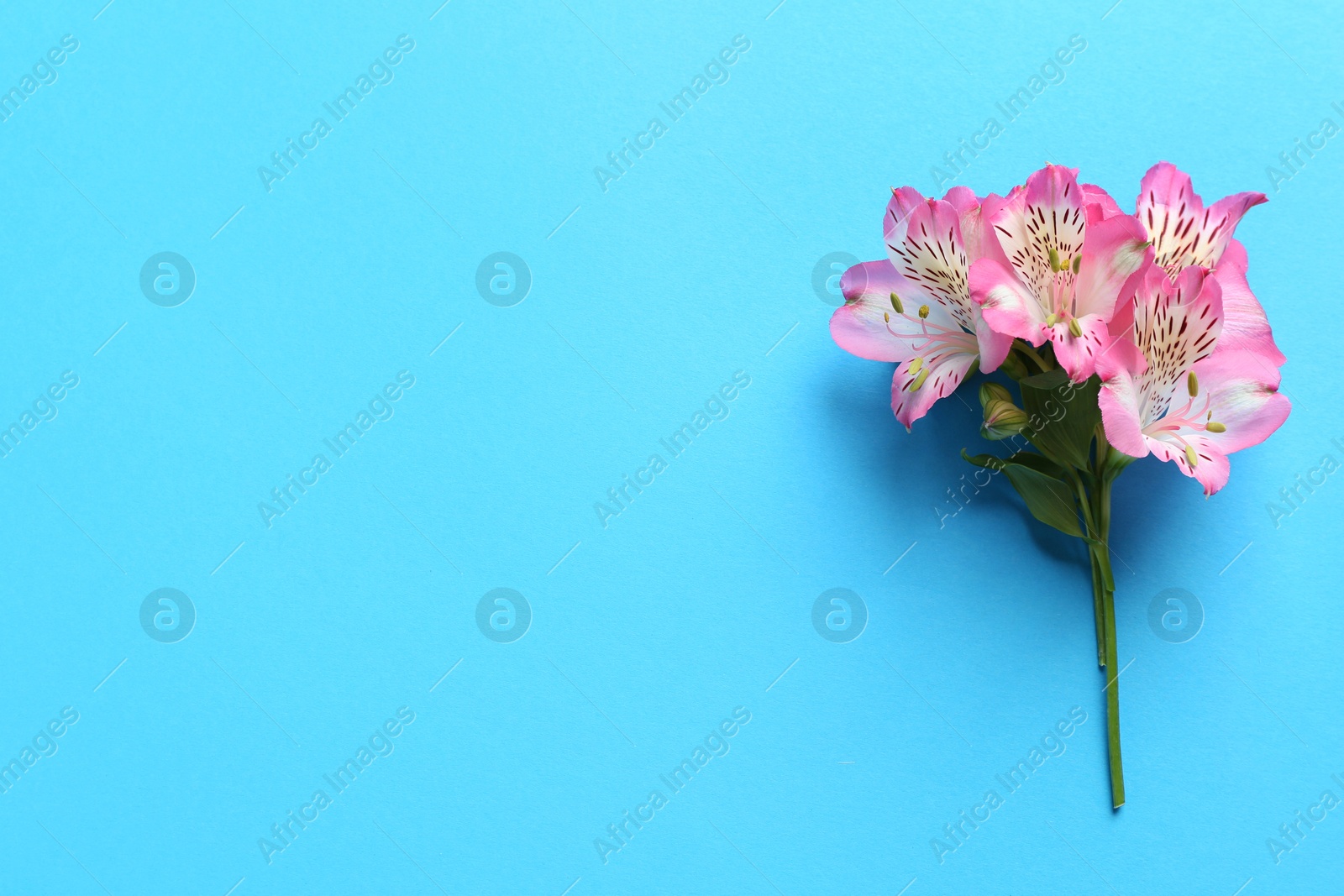 Photo of Beautiful alstroemeria flowers on light blue background, top view. Space for text