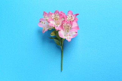 Photo of Beautiful alstroemeria flowers on light blue background, top view