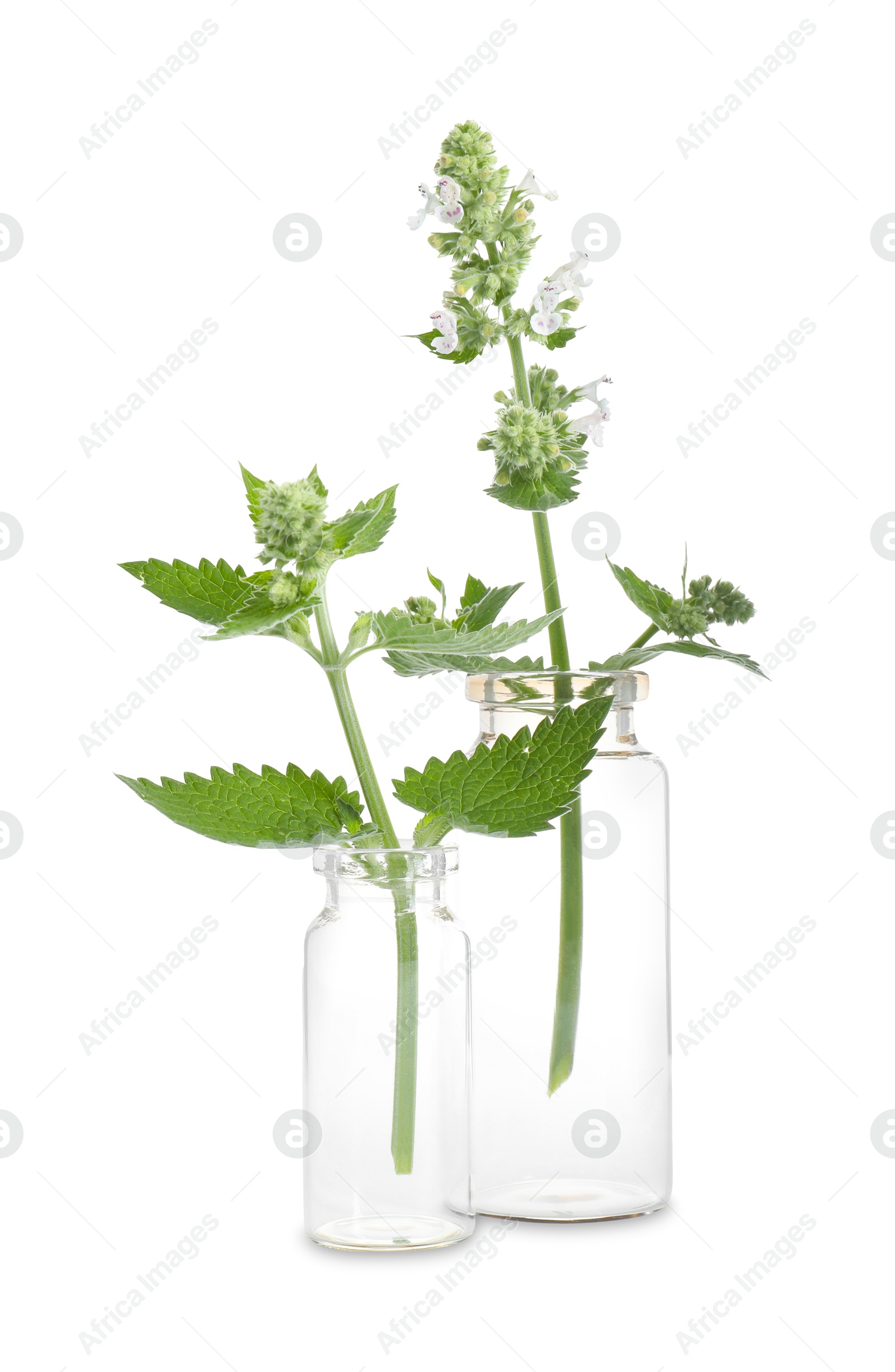 Photo of Catnip plants isolated on white. Healing herb