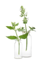 Catnip plants isolated on white. Healing herb