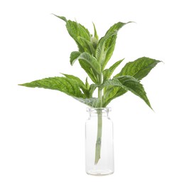 Horse mint plant isolated on white. Healing herb