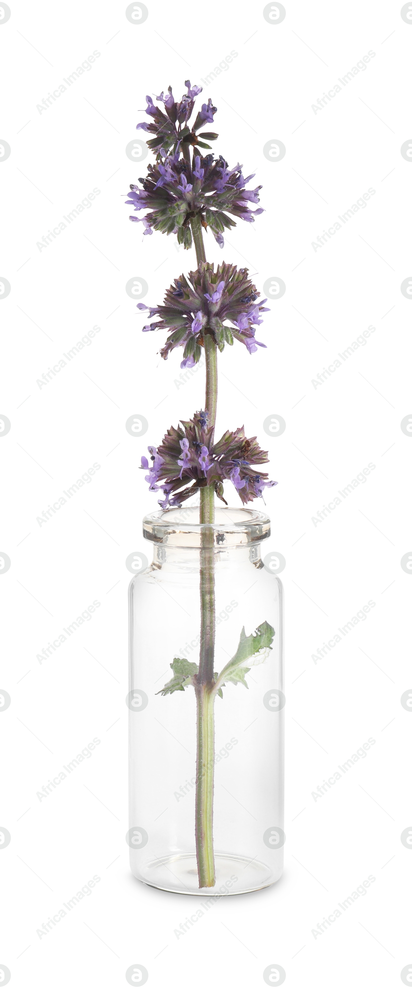 Photo of Beautiful lilac sage isolated on white. Healing herb