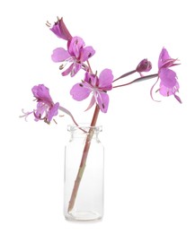 Photo of Beautiful willowherb isolated on white. Healing herb