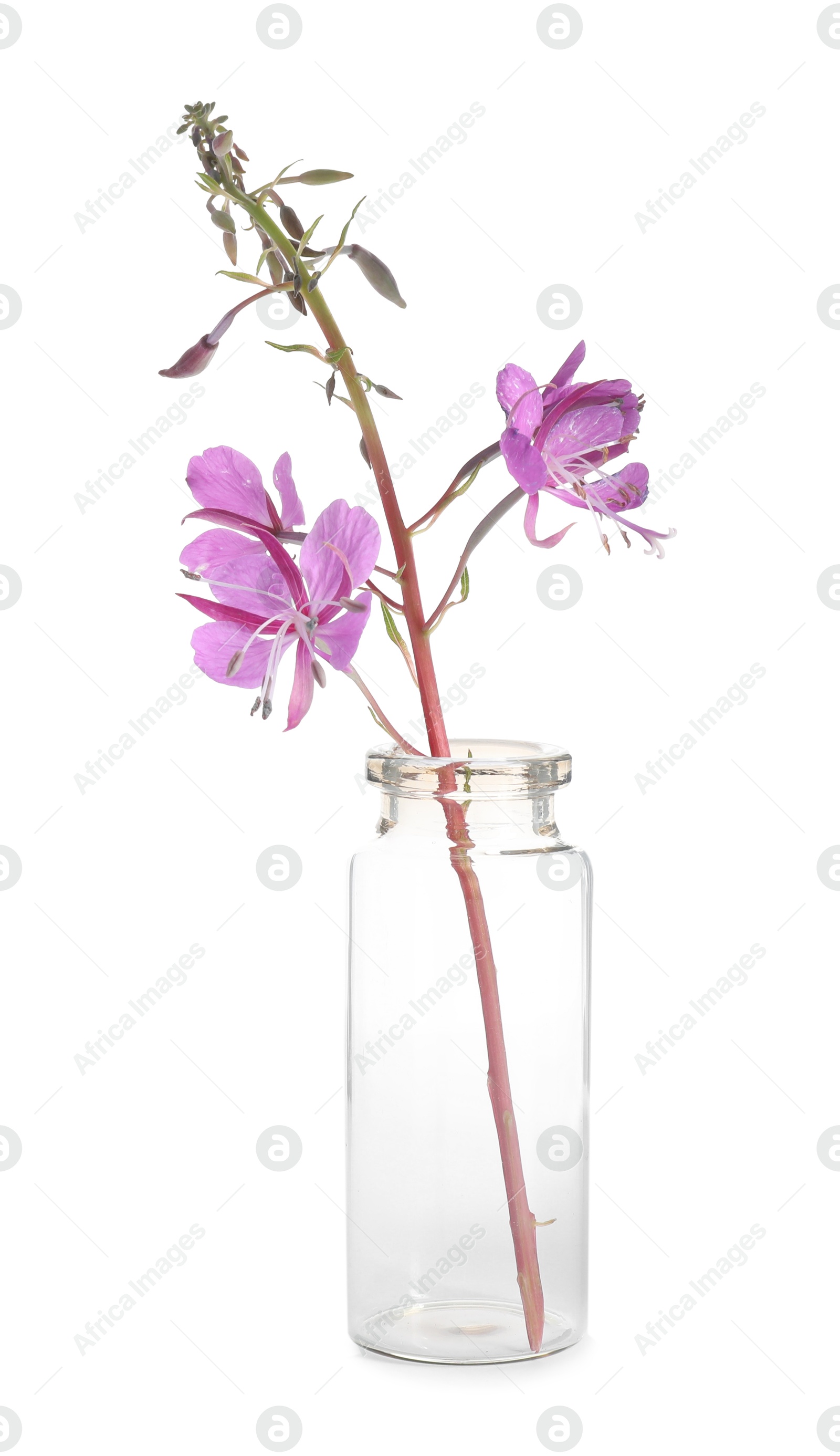 Photo of Beautiful willowherb isolated on white. Healing herb