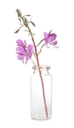 Photo of Beautiful willowherb isolated on white. Healing herb