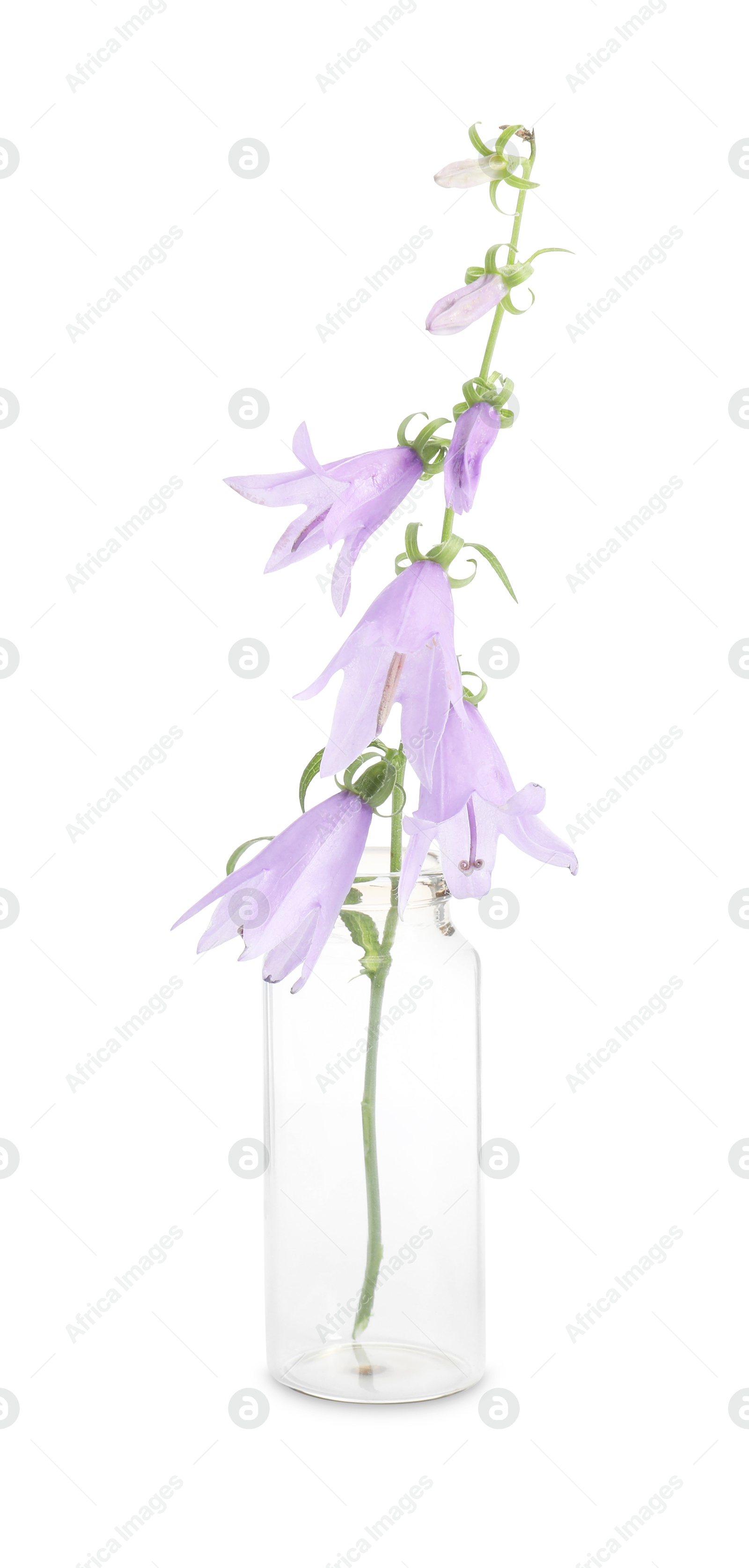 Photo of Beautiful ladybells isolated on white. Healing herb