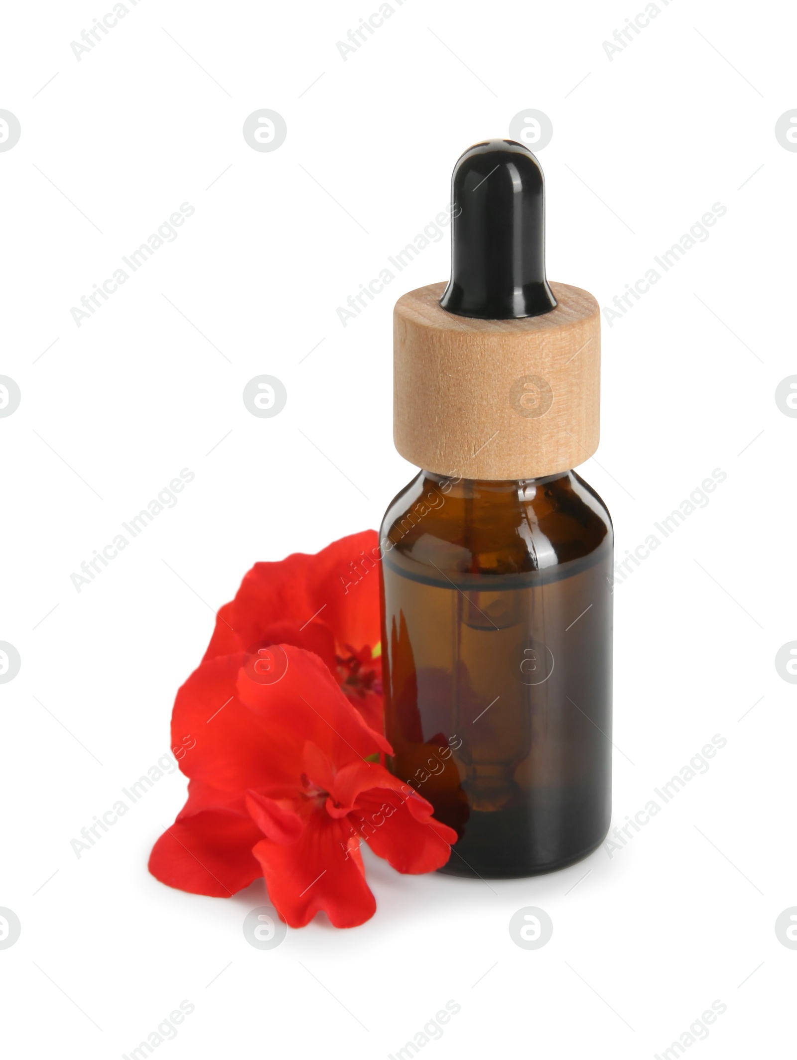 Photo of Bottle of geranium essential oil and beautiful flowers isolated on white