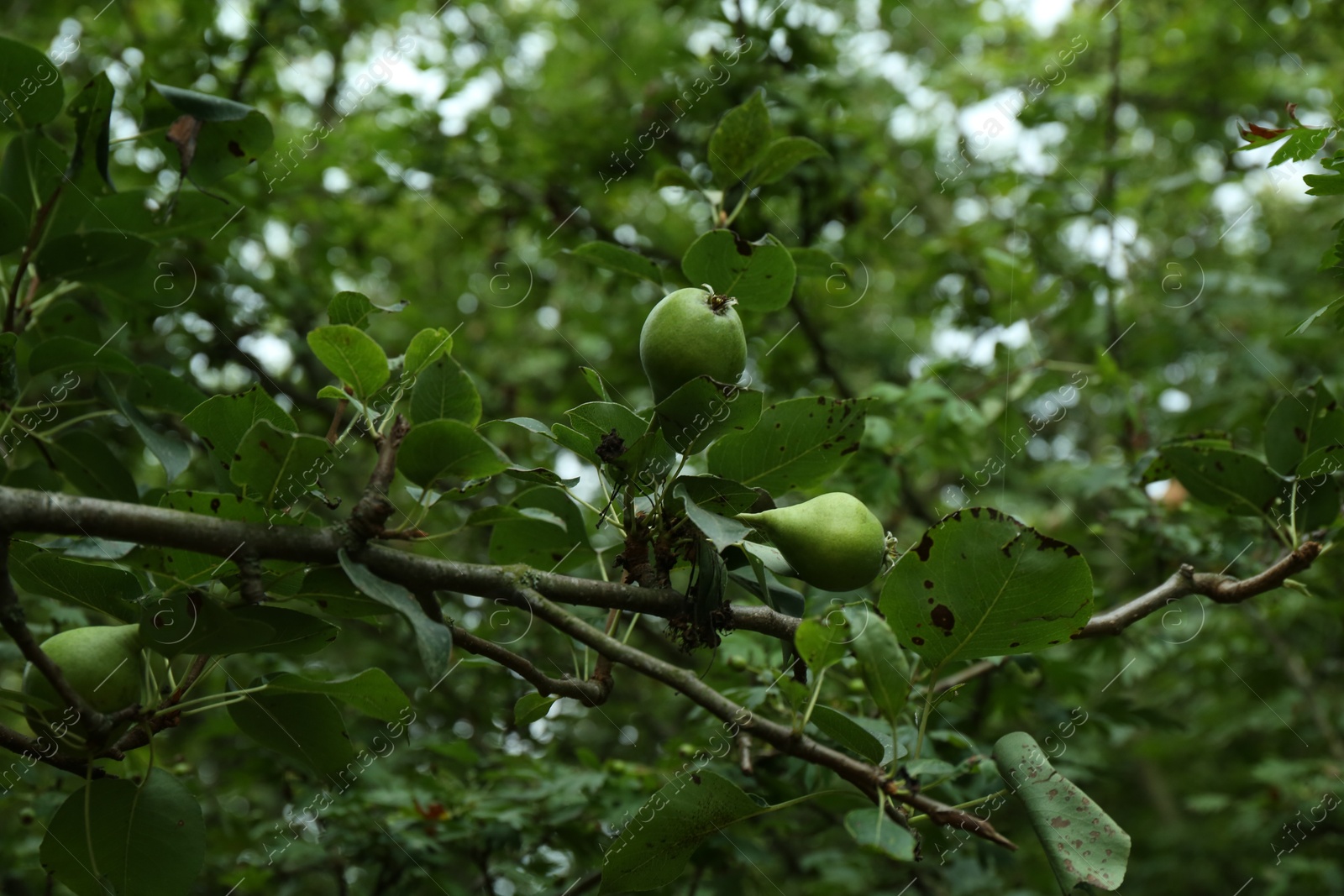 Photo of Unripe pears growing on tree in garden, closeup