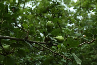 Unripe pears growing on tree in garden, closeup