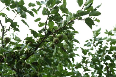 Photo of Unripe pears growing on tree in garden