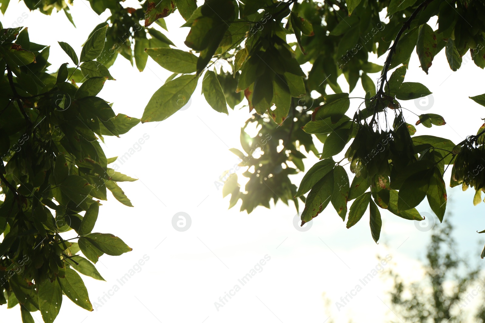 Photo of Tree with lush green leaves against beautiful sky