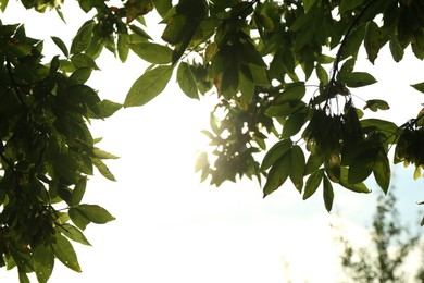 Tree with lush green leaves against beautiful sky