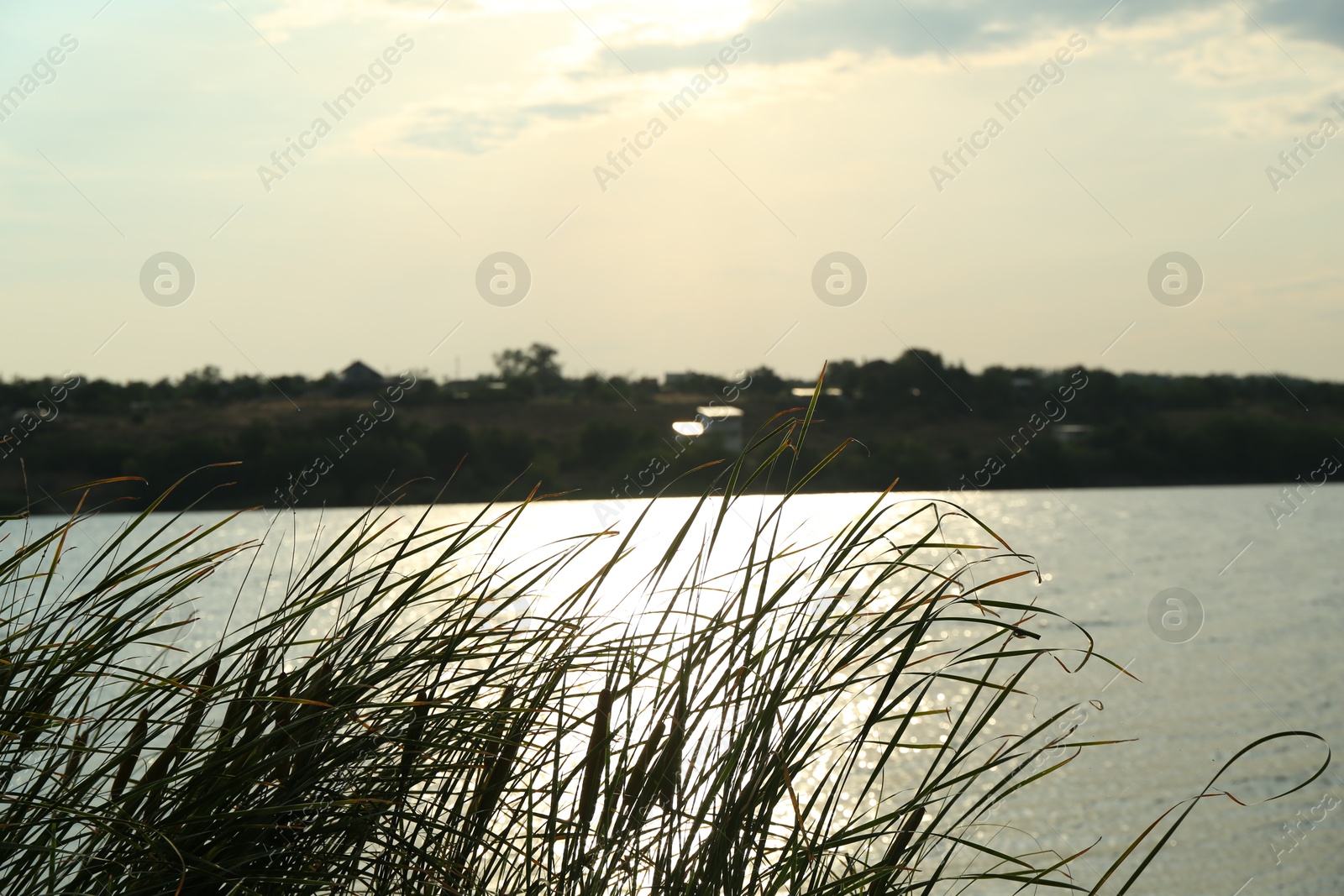 Photo of Picturesque view of lake and plants outdoors