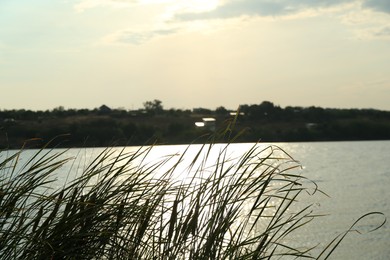 Picturesque view of lake and plants outdoors