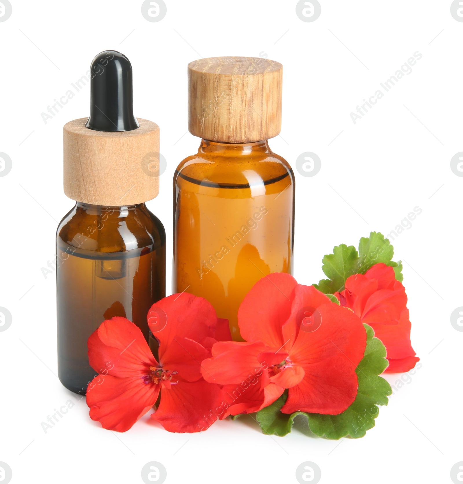 Photo of Bottles of geranium essential oil and beautiful flowers isolated on white