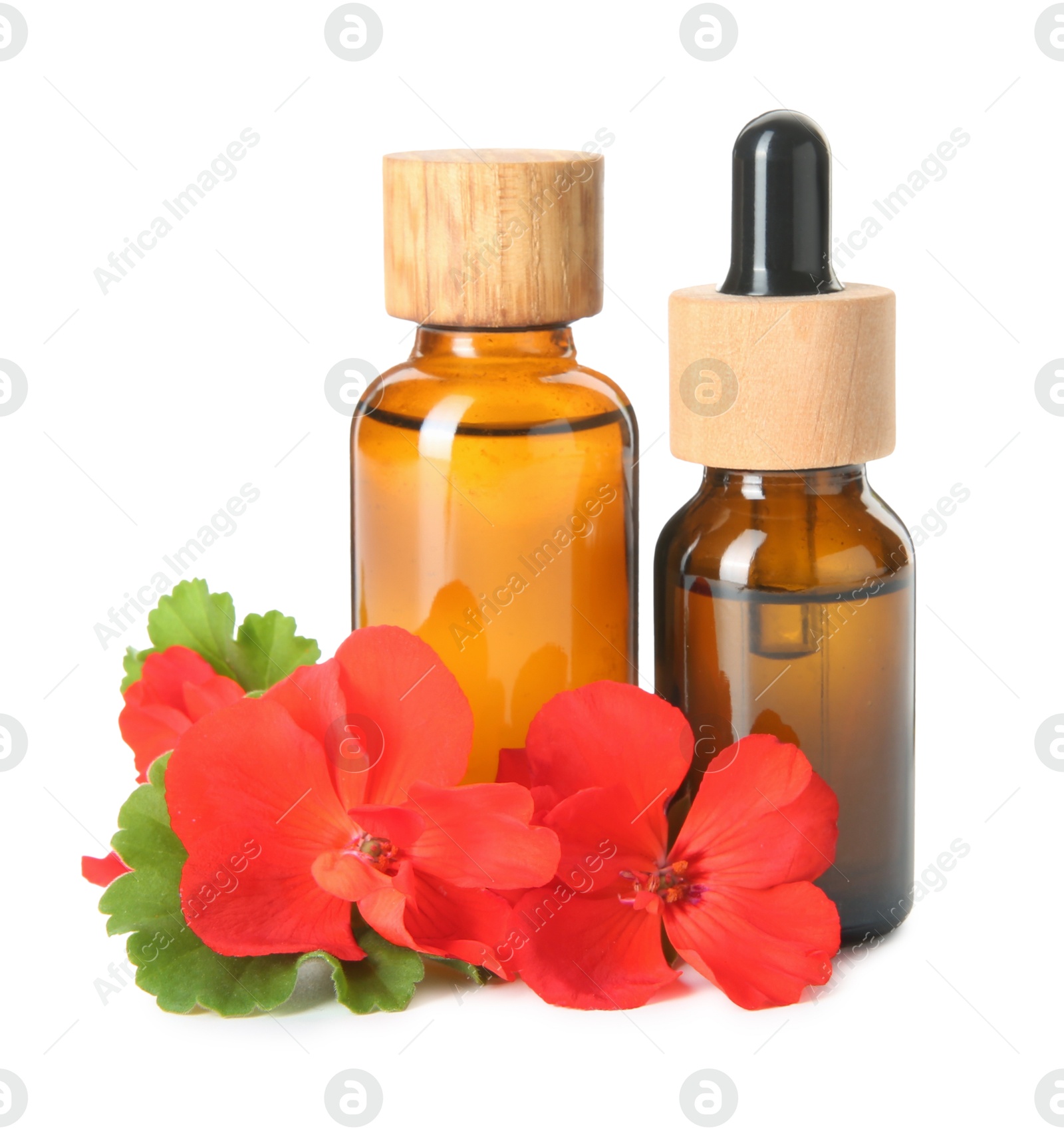 Photo of Bottles of geranium essential oil and beautiful flowers isolated on white