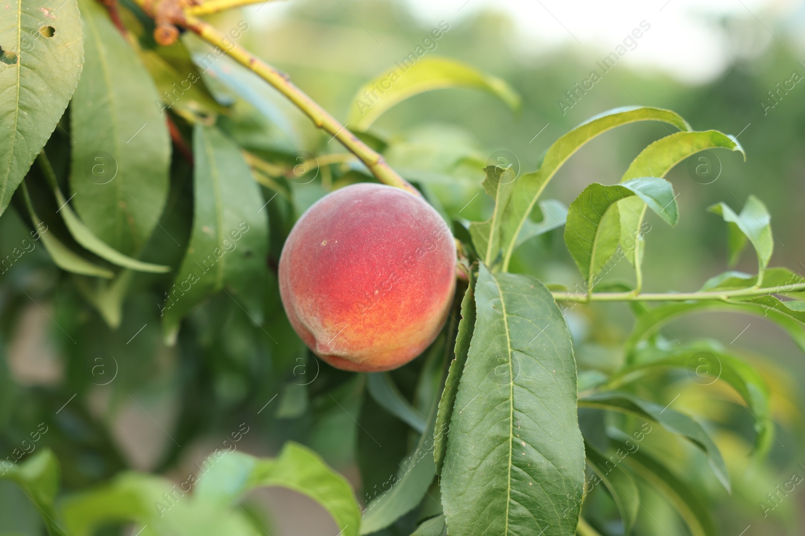 Photo of Ripe peach on tree branch in garden, closeup