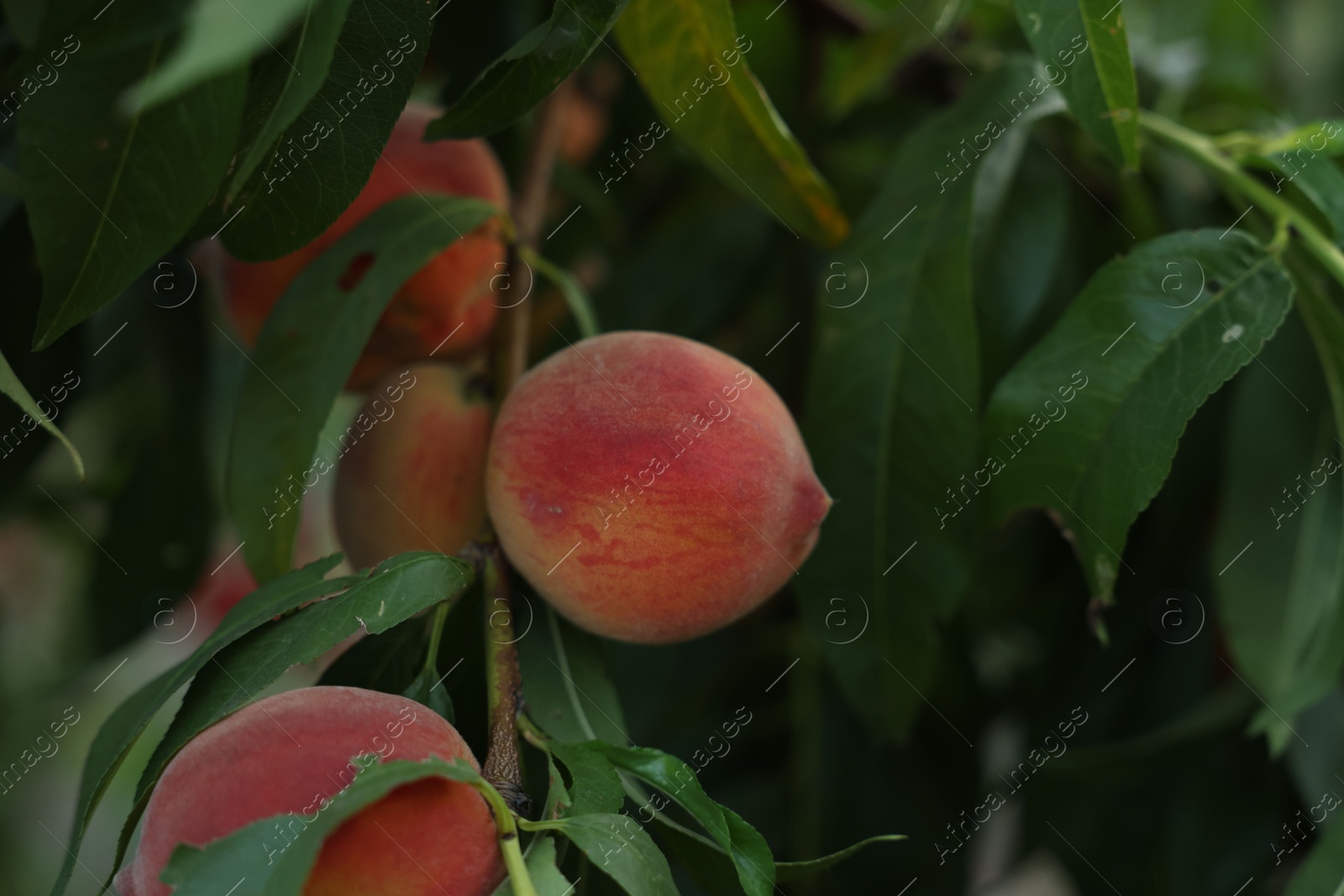 Photo of Ripe peaches on tree branch in garden, closeup