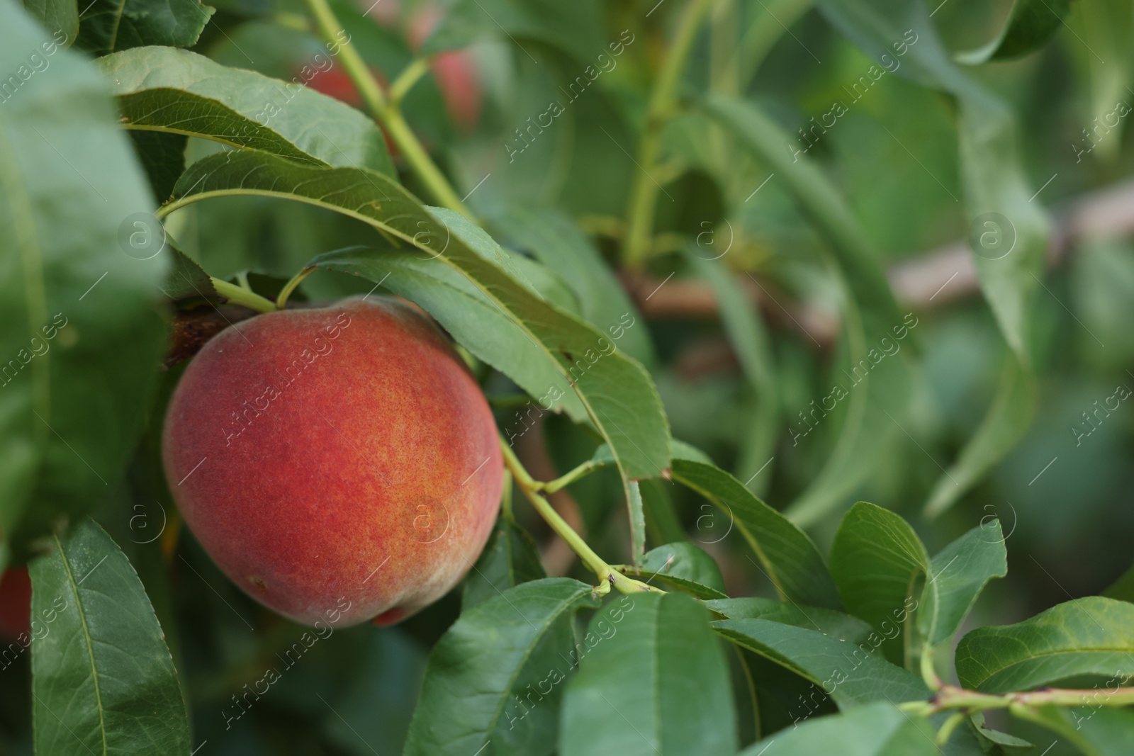 Photo of Ripe peaches on tree branch in garden, closeup. Space for text