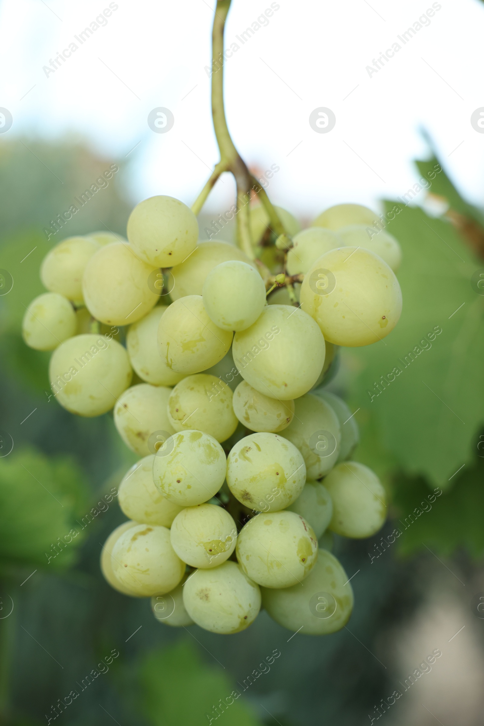 Photo of Delicious green grapes growing in vineyard, closeup